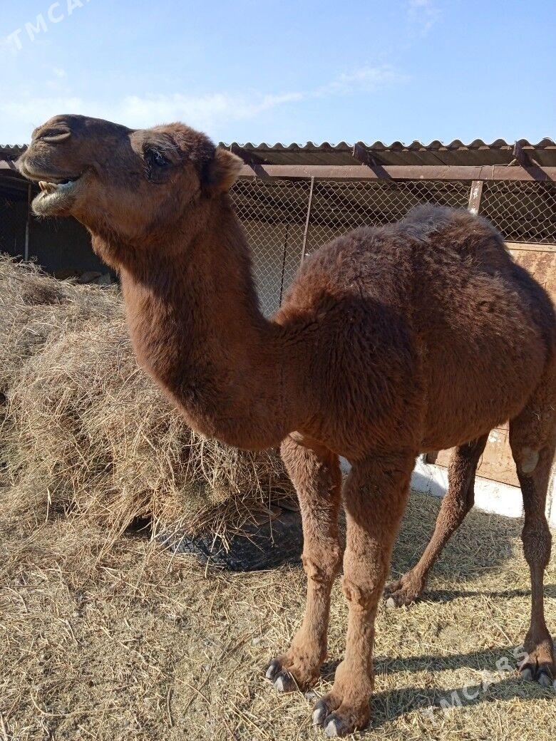 Duye - Кака - img 2