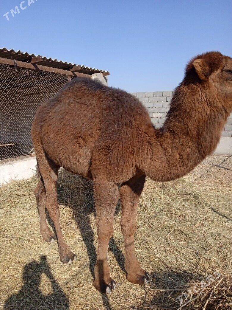 Duye - Кака - img 4