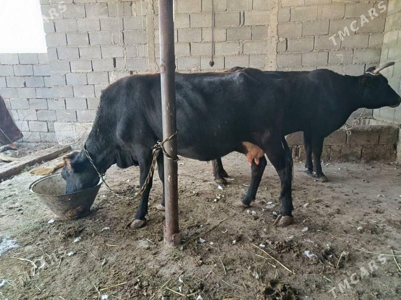 göleli sygyr - Гарадамак Шор - img 1