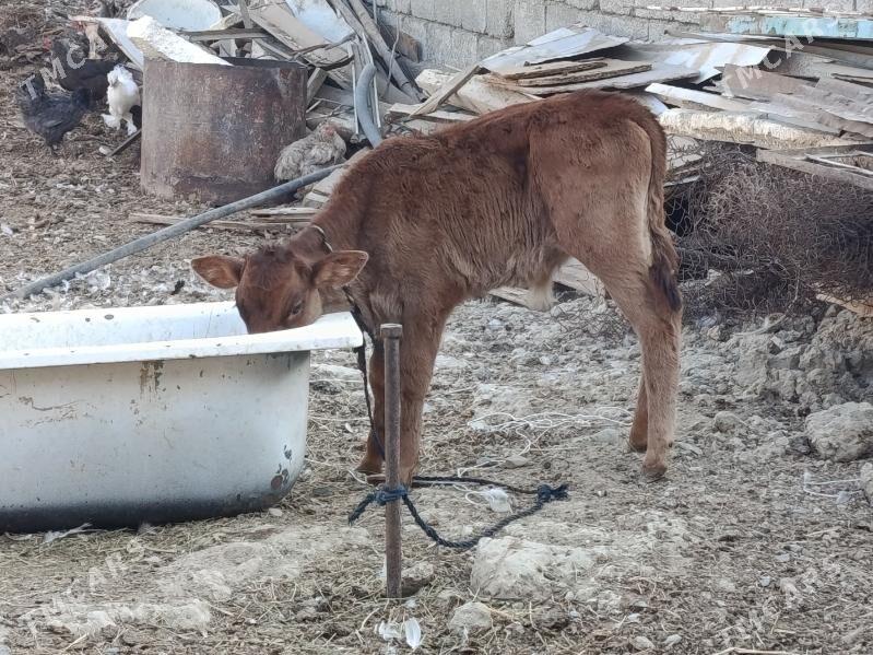 göleli sygyr - Гарадамак Шор - img 3