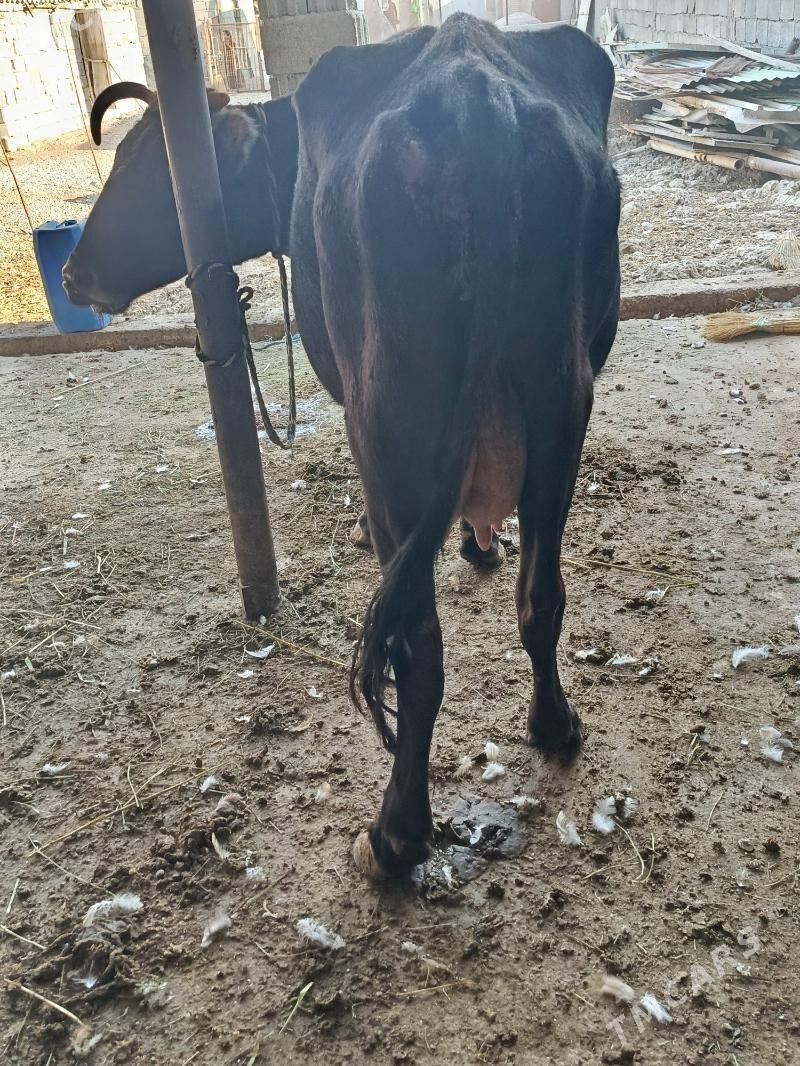 göleli sygyr - Гарадамак Шор - img 2