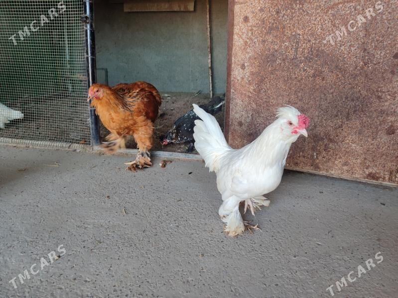 Хоразлар индюклар япончиклар - Туркменабат - img 2