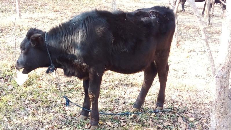 Gole - Bäherden - img 2