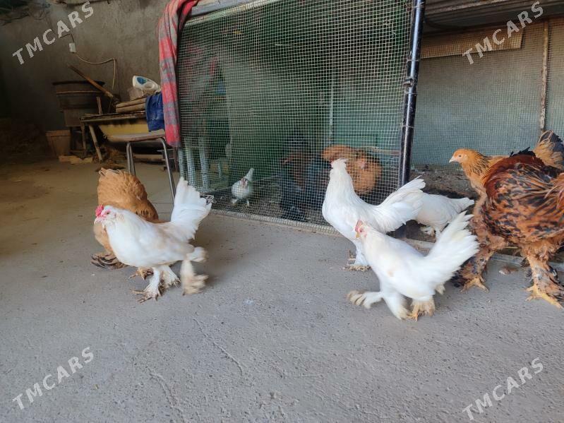 Хоразлар индюклар япончиклар - Туркменабат - img 1
