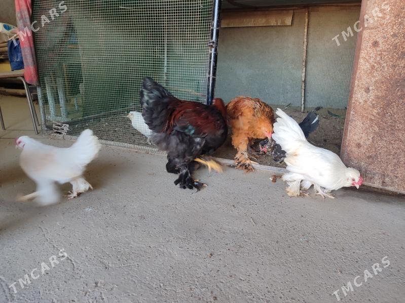 Хоразлар индюклар япончиклар - Туркменабат - img 6