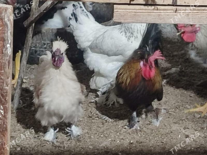 Хоразлар индюклар япончиклар - Туркменабат - img 8