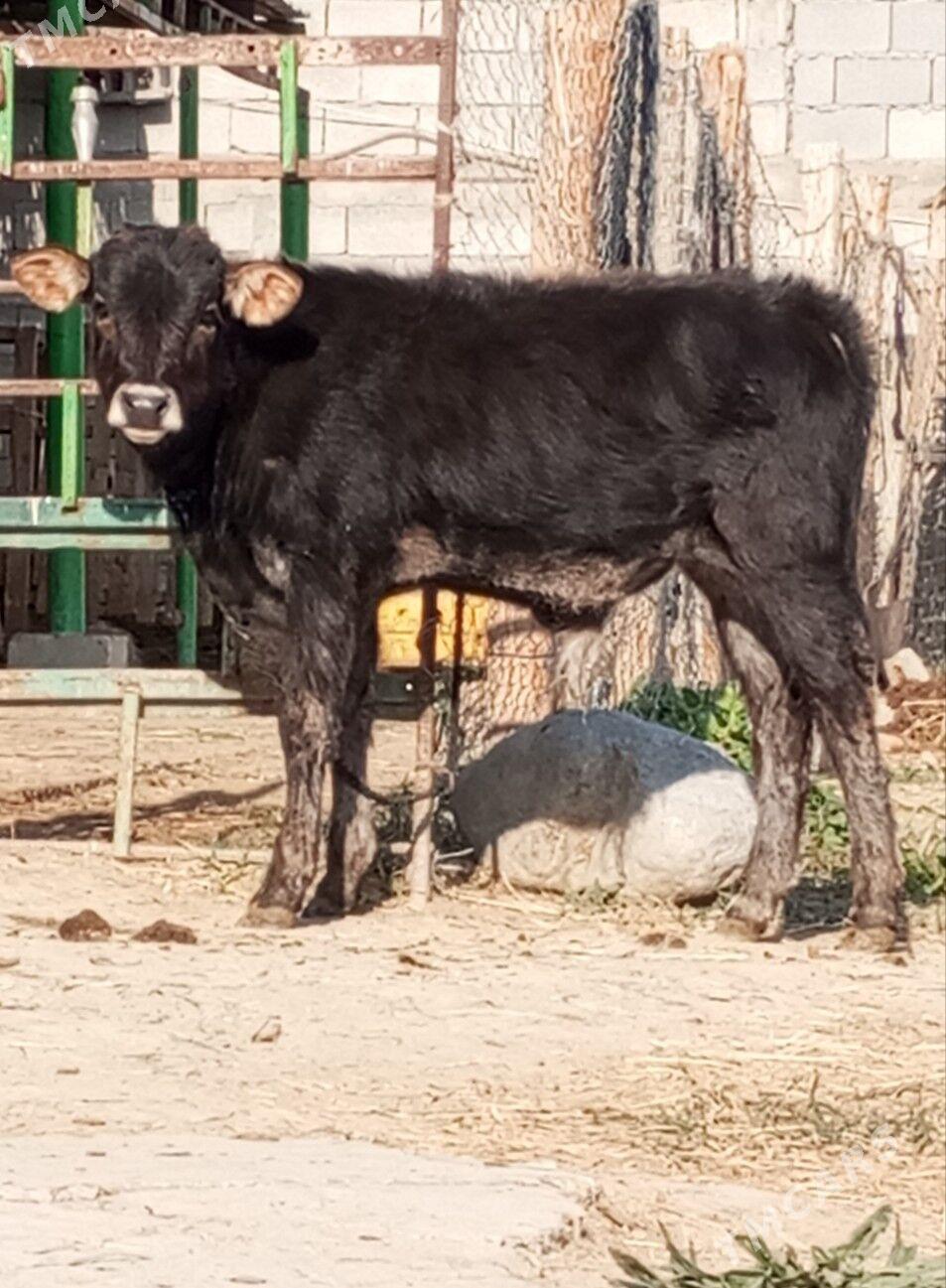 ÖKÜZÇE - Гёкдепе - img 2