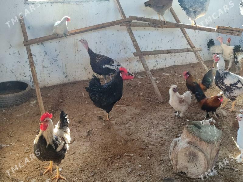 Хоразлар индюклар япончиклар - Туркменабат - img 3