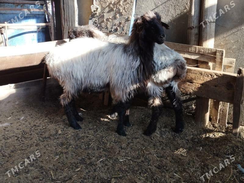 tokly - Ашхабад - img 2