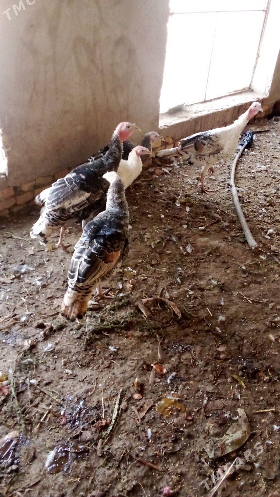 induk - Чарджоу - img 2