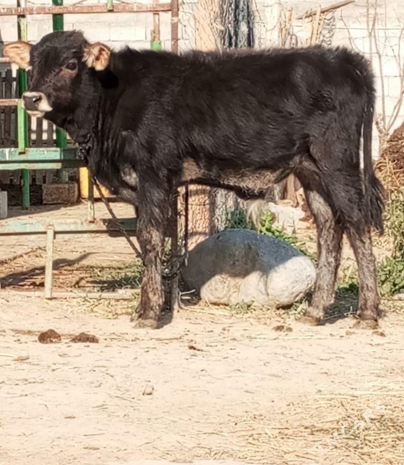 ÖKÜZÇE - Гёкдепе - img 3