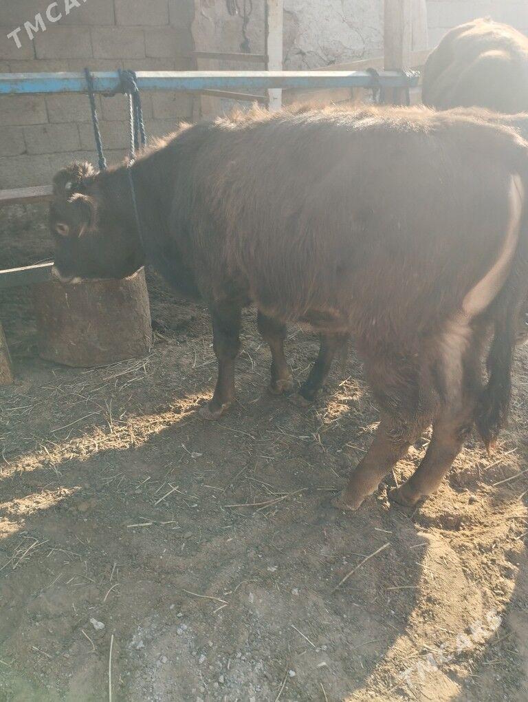 okuz - Ашхабад - img 4