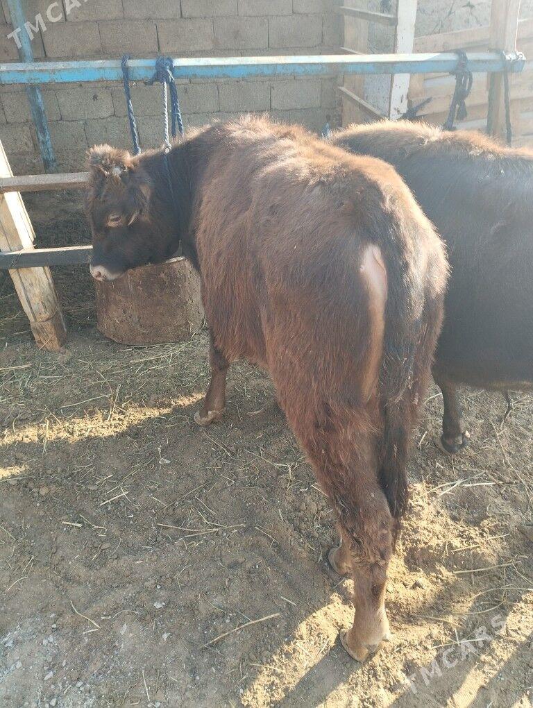 okuz - Ашхабад - img 3