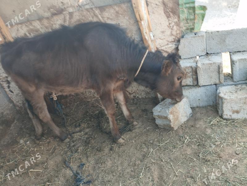 okuz - Ашхабад - img 7