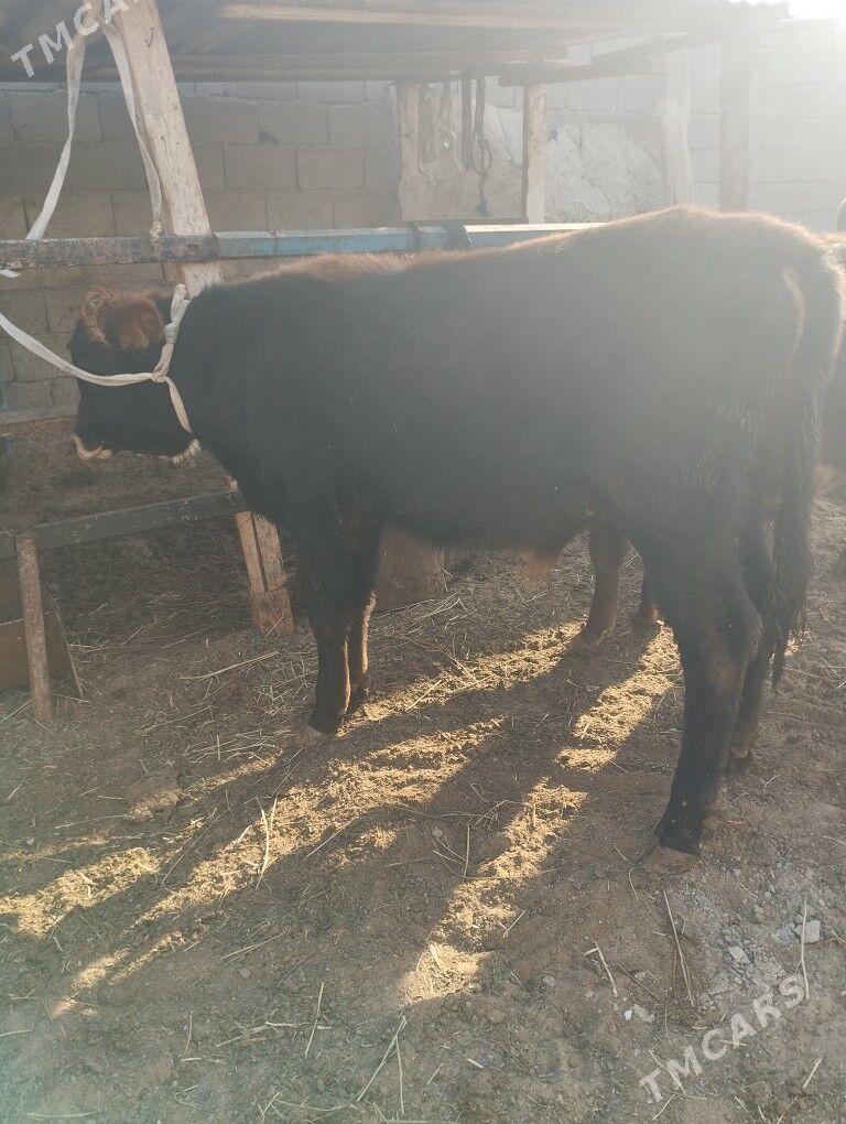 okuz - Ашхабад - img 5