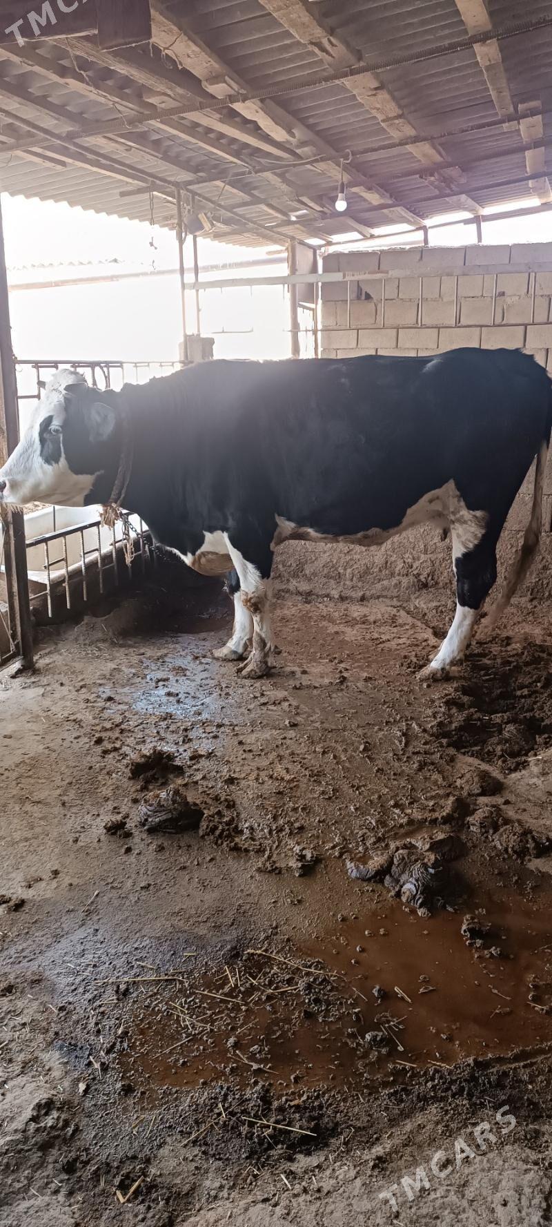 sygyr - Багир - img 1