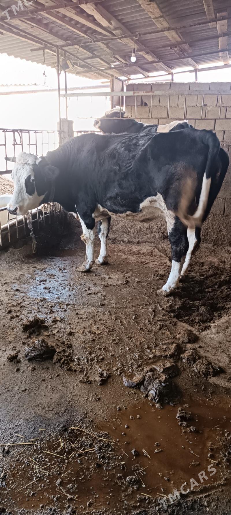 sygyr - Багир - img 2