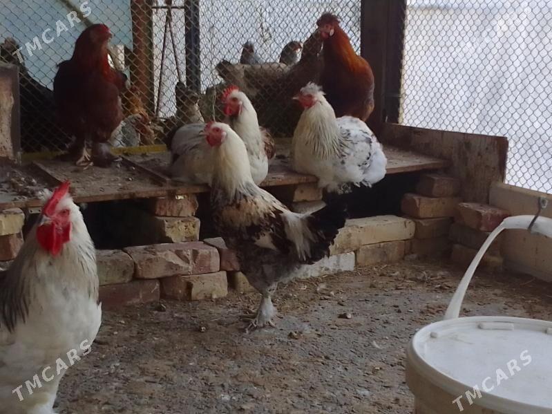 Horaz - Aşgabat - img 2