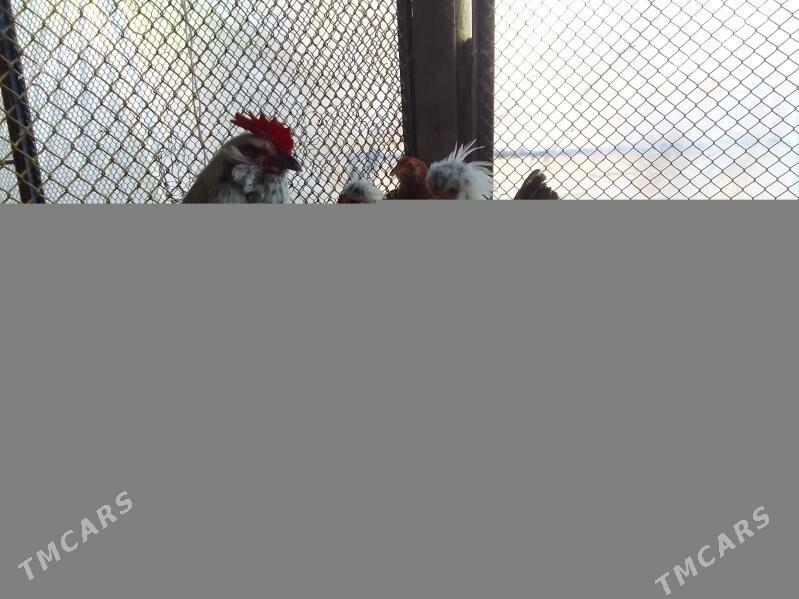 Horaz - Aşgabat - img 3