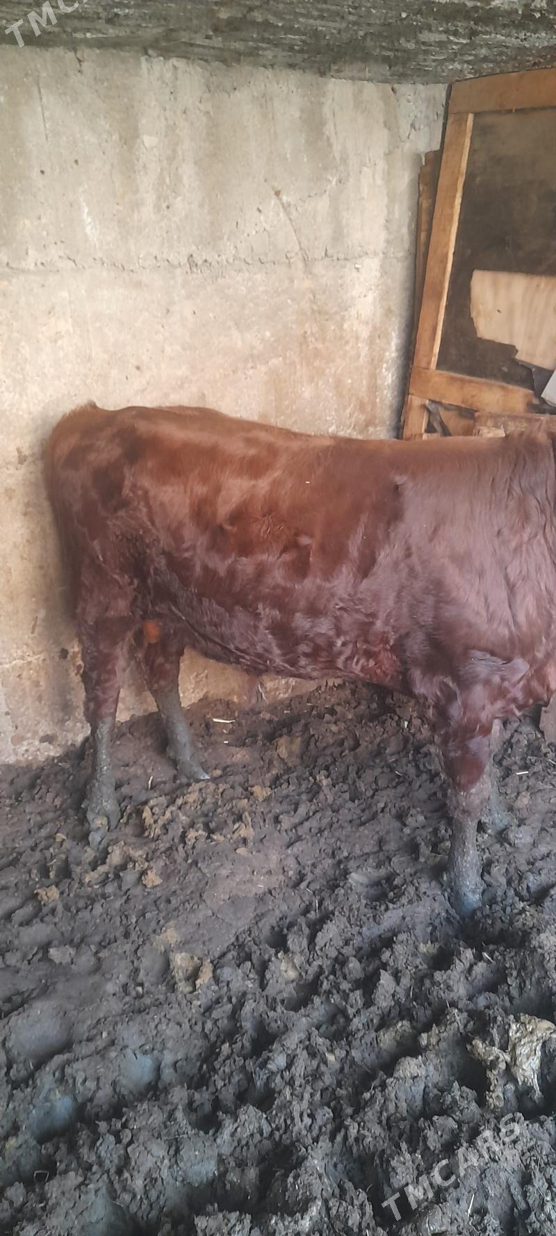 Öküz - Кипджак - img 2