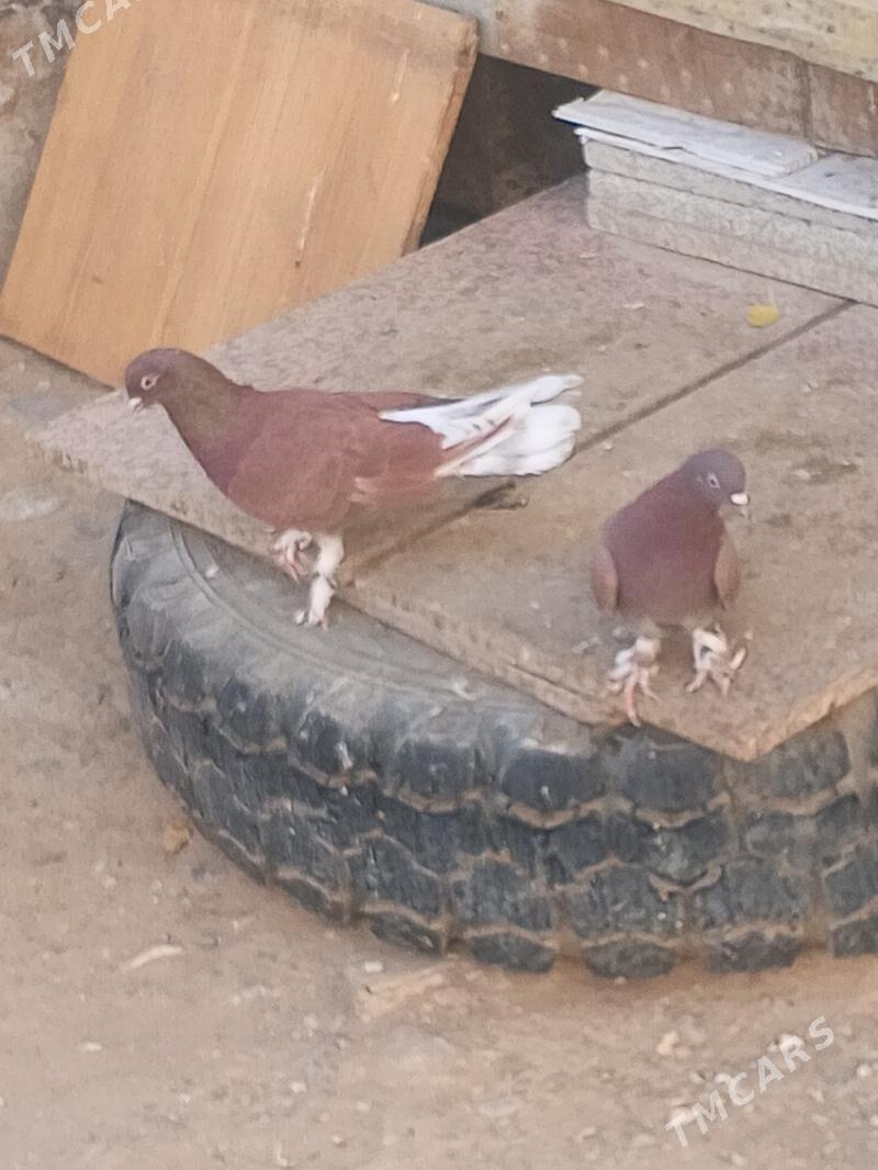 kepderi - Ашхабад - img 2