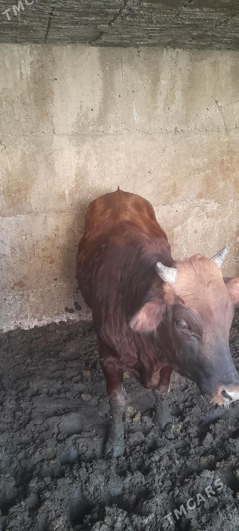 Öküz - Кипджак - img 3