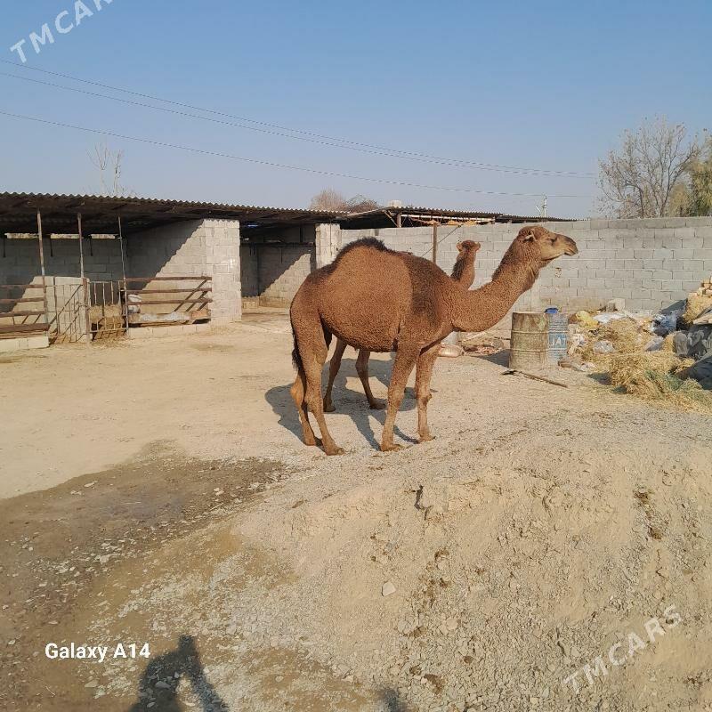 düÿe - Бахарден - img 2