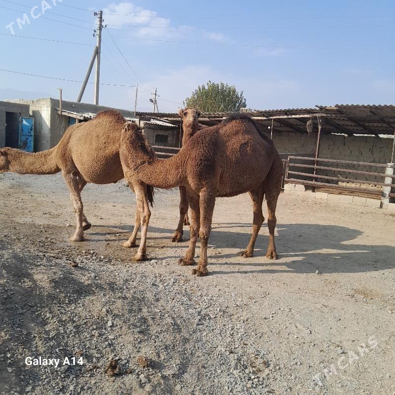 düÿe - Бахарден - img 3