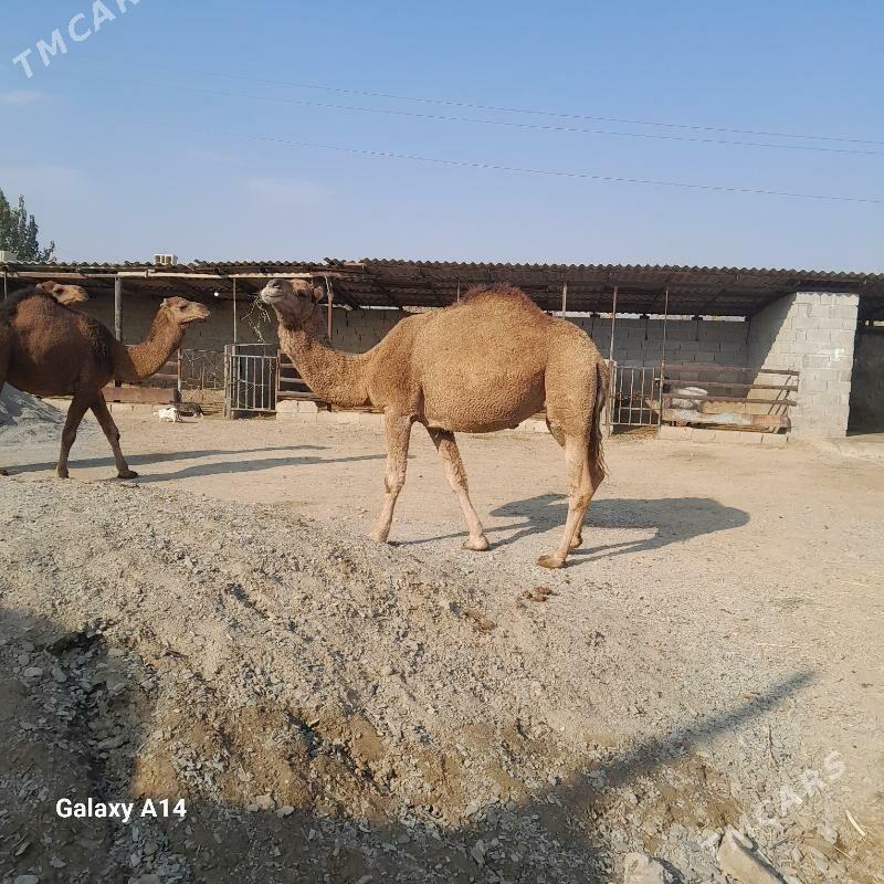 düÿe - Бахарден - img 4