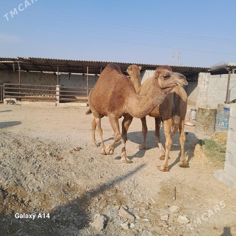 düÿe - Бахарден - img 5