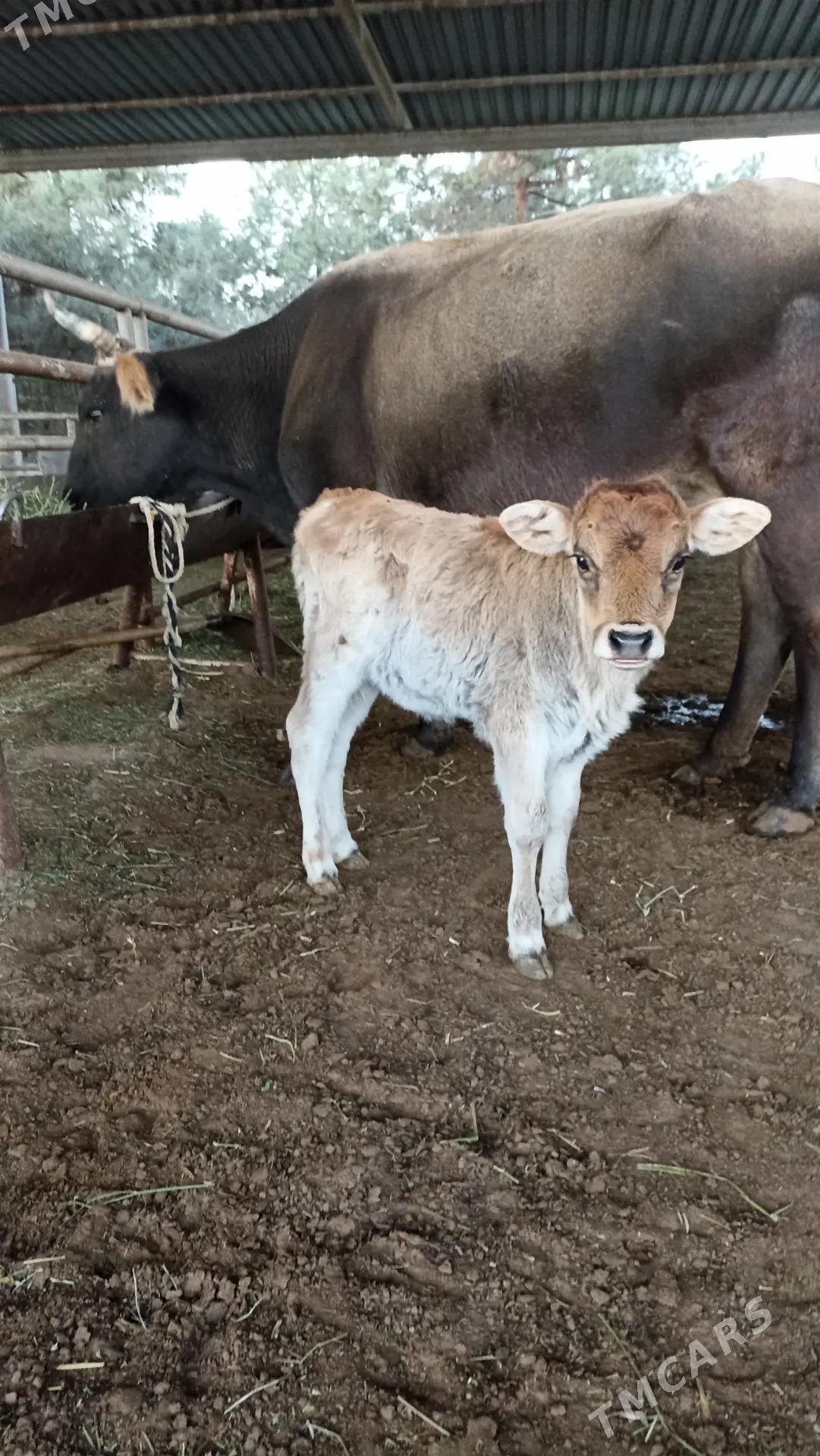 goleli sygyr - Ашхабад - img 4