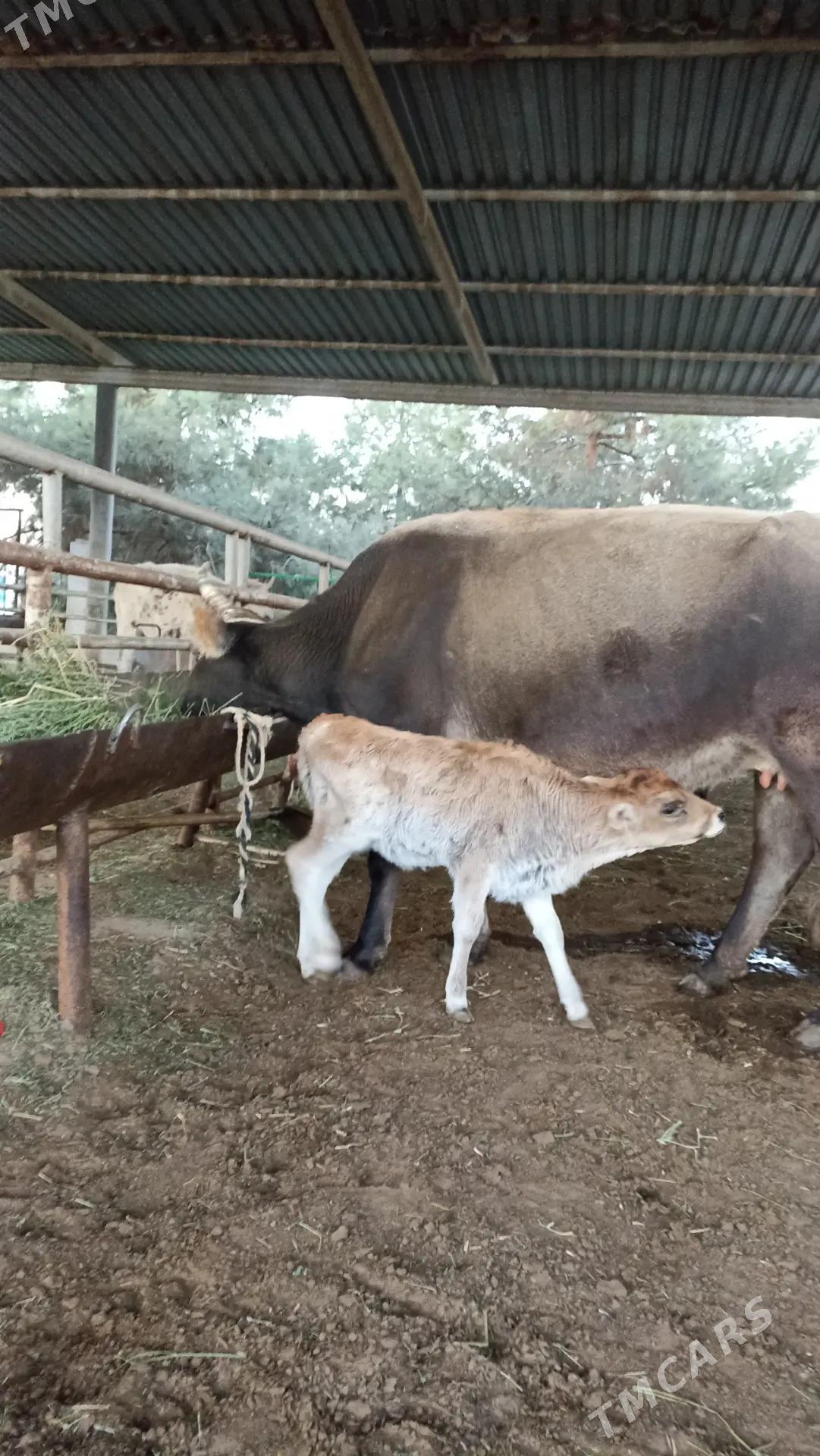 goleli sygyr - Ашхабад - img 3