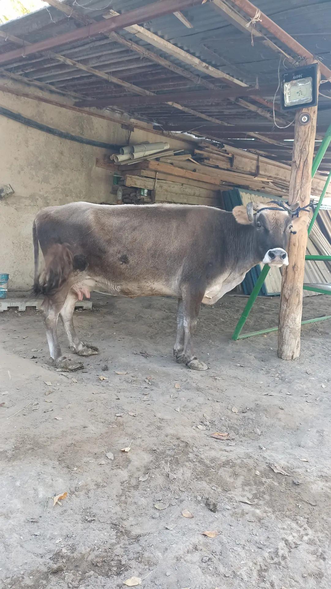 goleli sygyr - Ашхабад - img 2