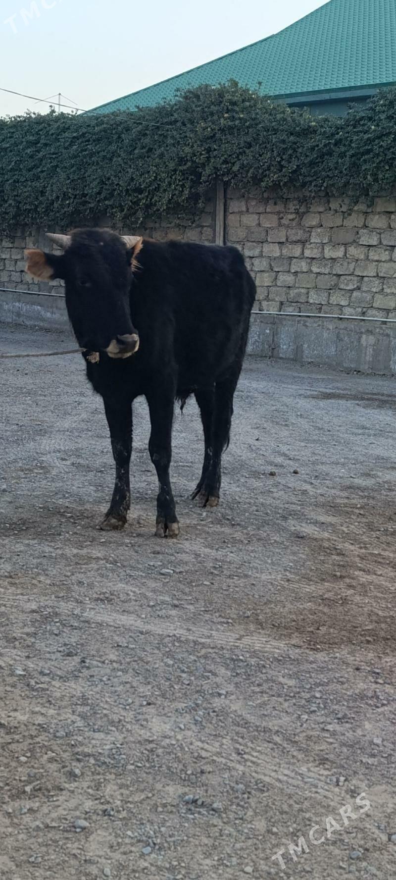 OKUZ - Бузмеин - img 3