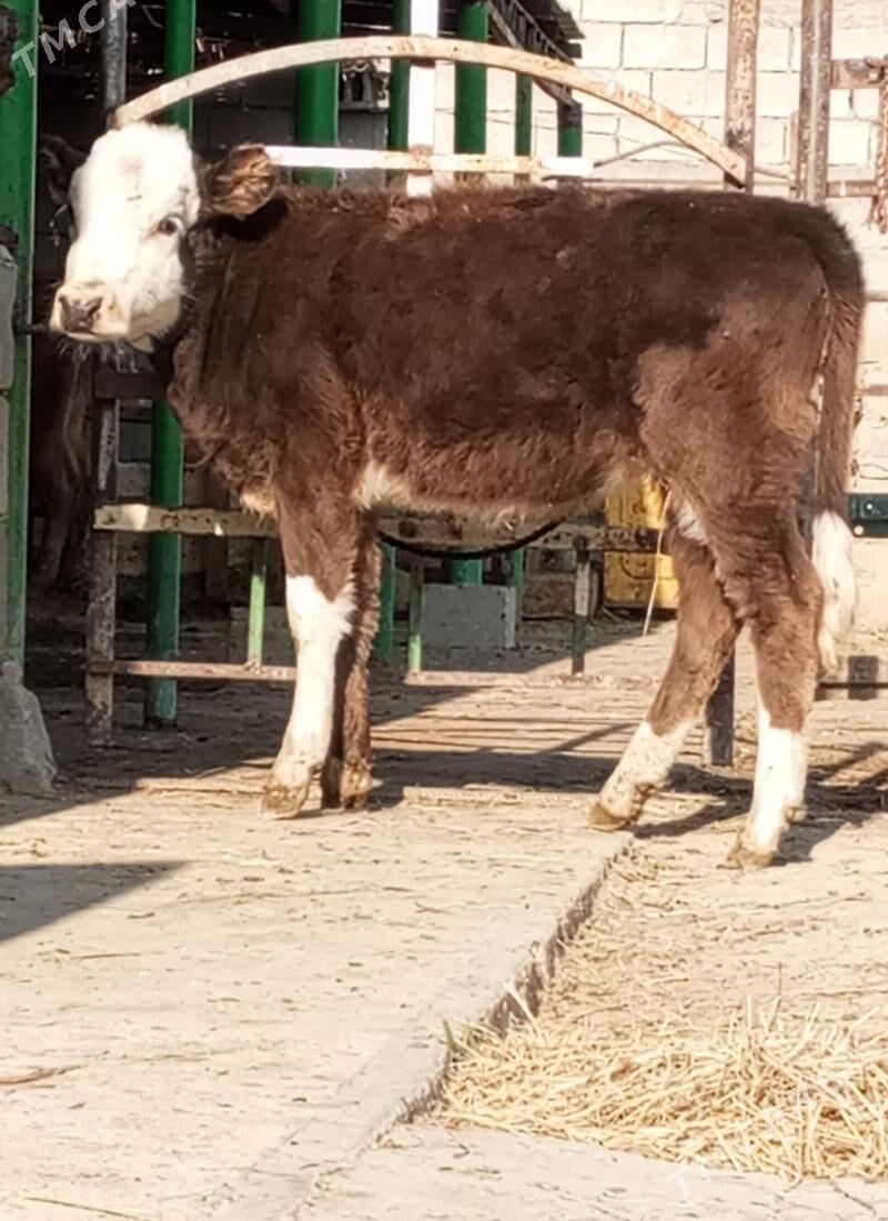 GİBRİT TÜWE - Гёкдепе - img 3