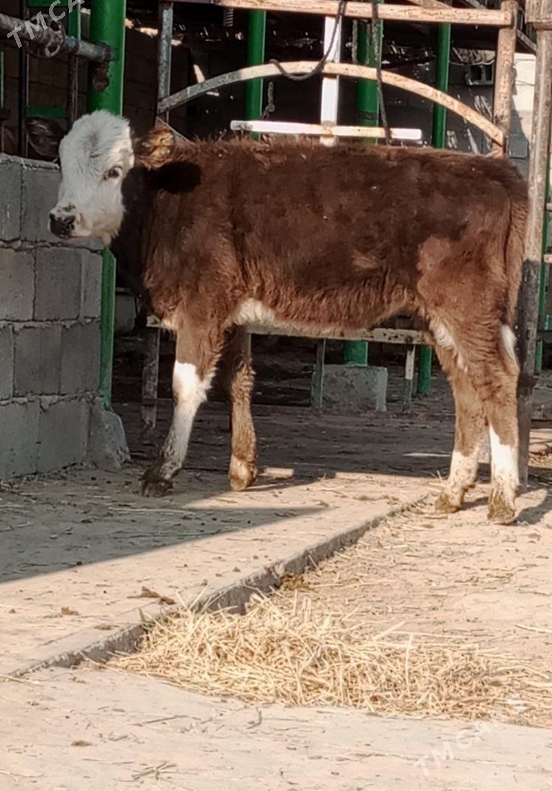 GİBRİT TÜWE - Гёкдепе - img 1