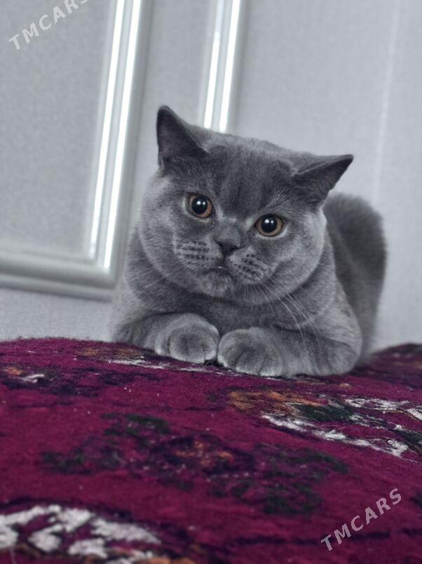 oglan pisik kopeltmage - Aşgabat - img 3