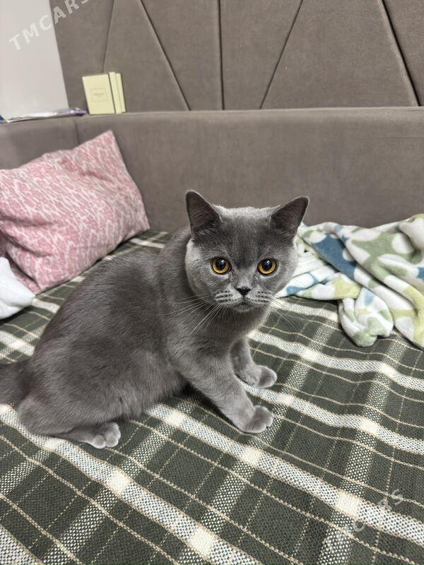 oglan pisik kopeltmage - Aşgabat - img 2