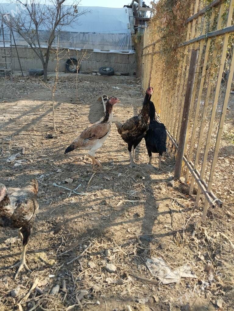 taşkent towuk - Ашхабад - img 4