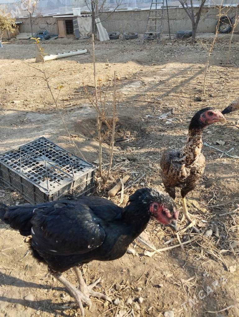 taşkent towuk - Ашхабад - img 5