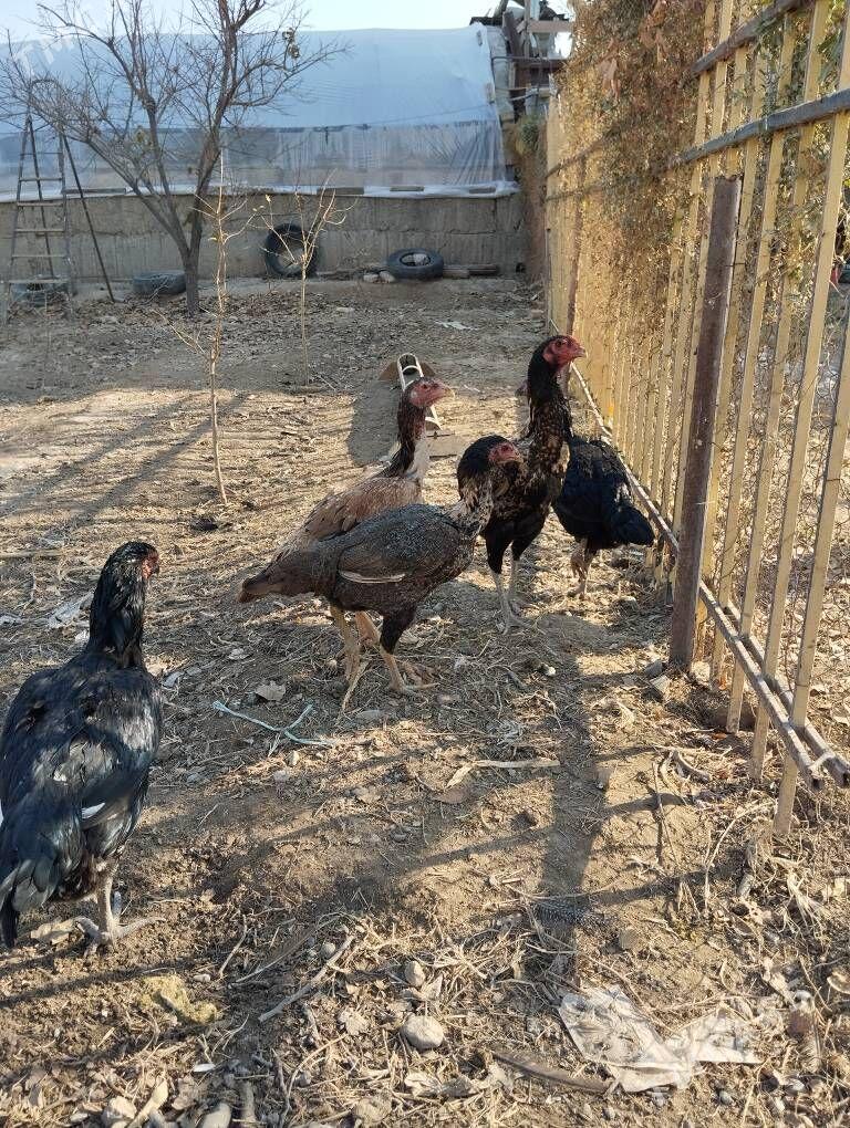 taşkent towuk - Ашхабад - img 2