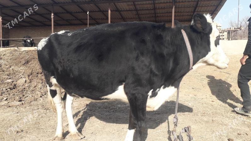 galişdeýin sygyr - Çärjew - img 2