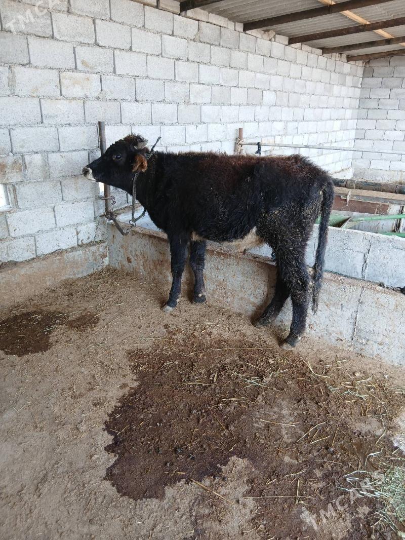 okuz - Бабадайхан - img 2