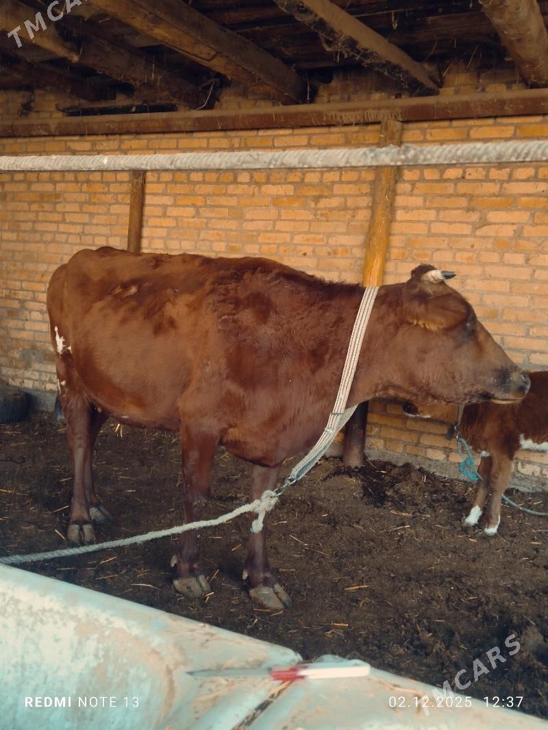 Ojekli Sygyr 2_garny - Туркменабат - img 2