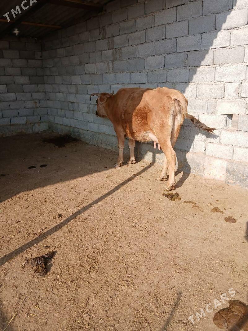 goleli sygyr - Babadaýhan - img 2