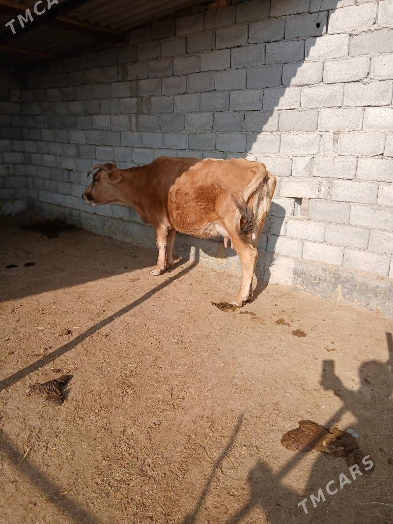 goleli sygyr - Babadaýhan - img 1