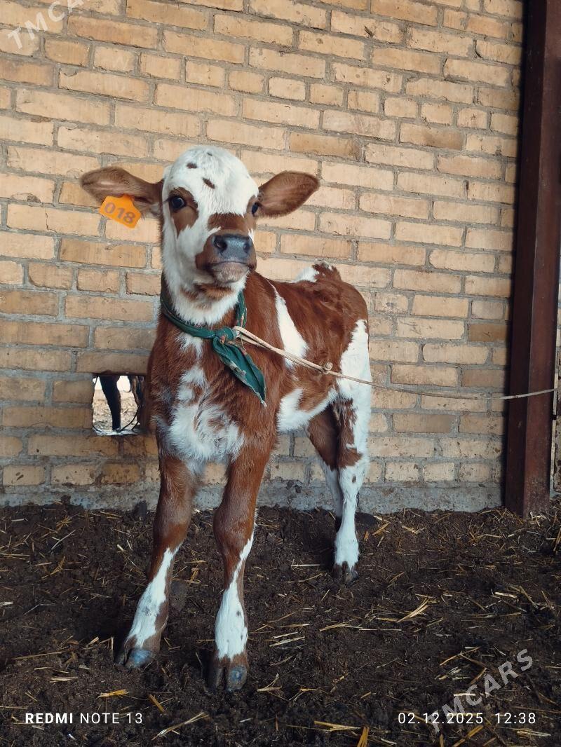 Ojekli Sygyr 2_garny - Туркменабат - img 1