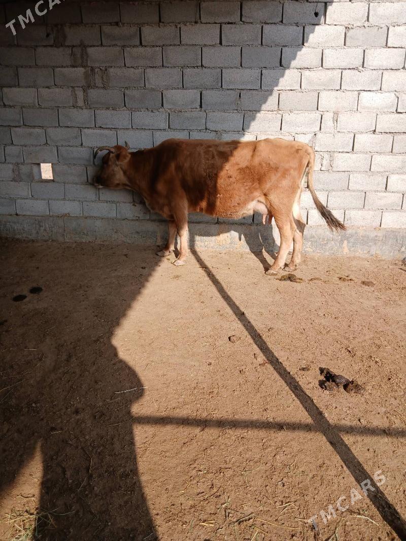 goleli sygyr - Babadaýhan - img 4