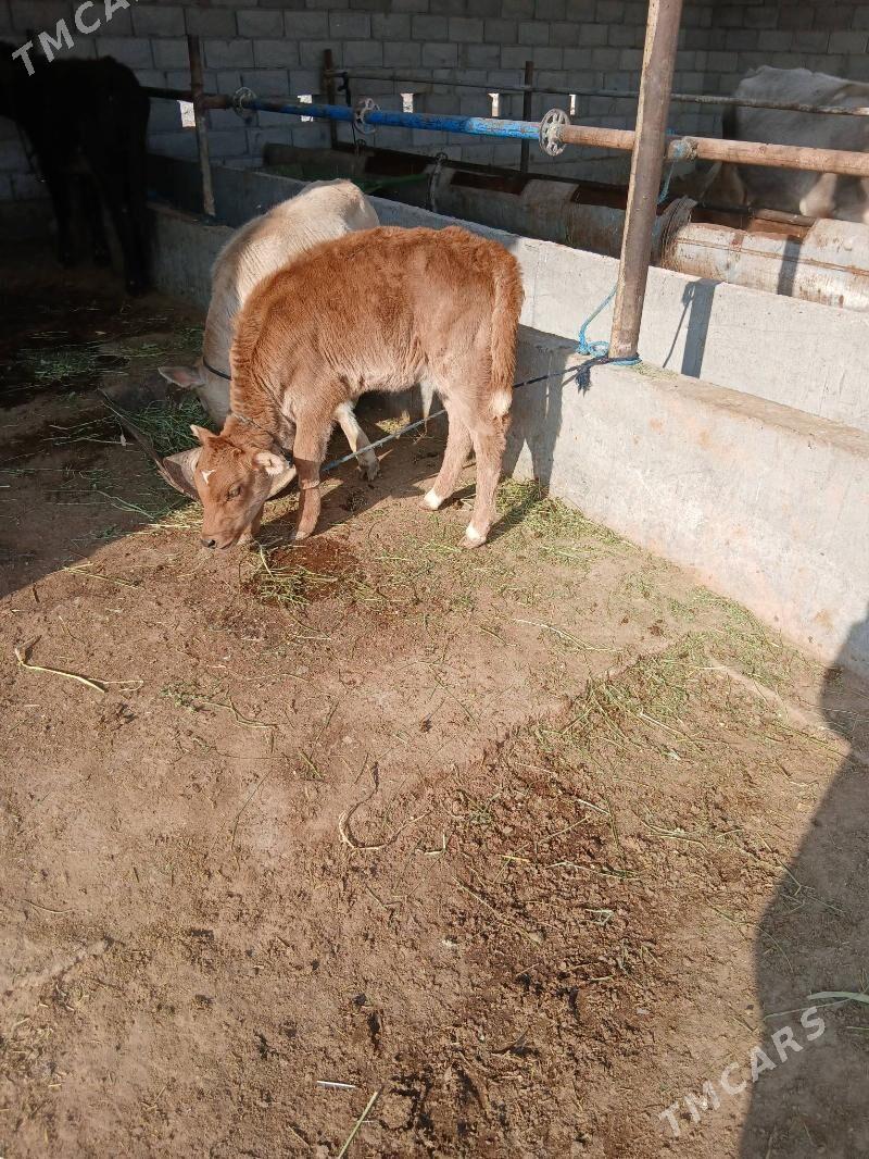 goleli sygyr - Babadaýhan - img 5