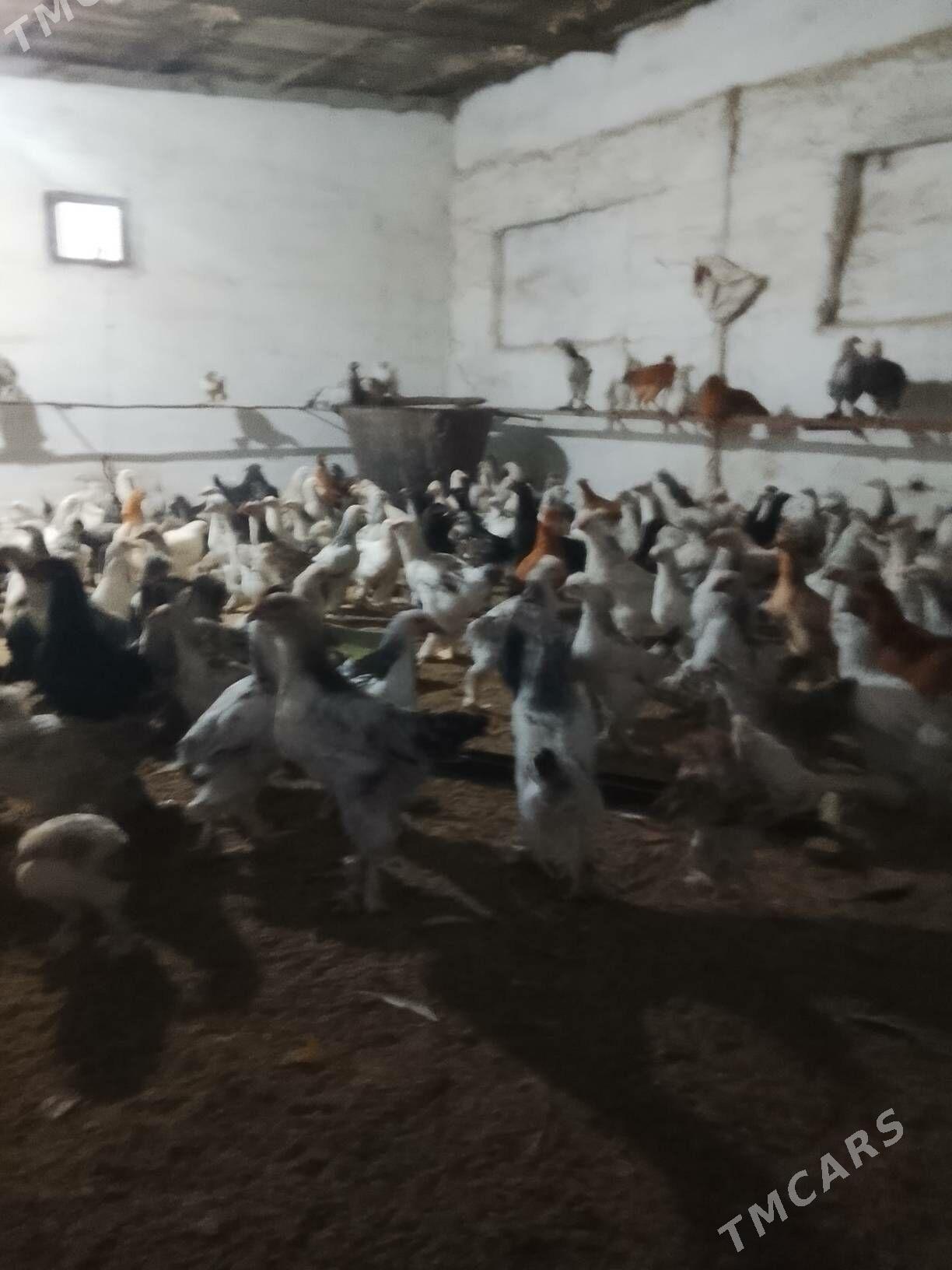 towuk coganly - Çoganly - img 3